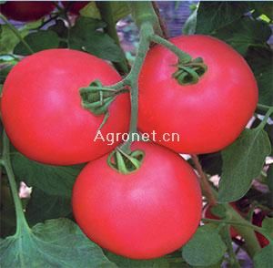 供应浦粉一号番茄—番茄种子