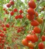 供应樱桃西红柿苗—番茄种苗