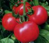 供应优质番茄苗