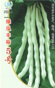 供应绿泓丰裕5号—菜豆种子