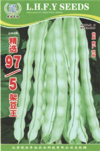 供应精选97/5架豆王—菜豆种子