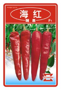 供应海红—辣椒种子