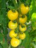 供应黄玉中型番茄—番茄种子