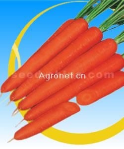 供应日本七寸红—胡萝卜种子