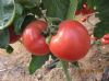 供应粉宝—番茄种子