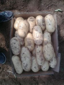 供应肥城土豆