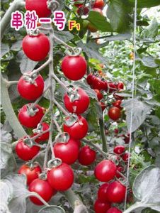 供应串粉一号F1—粉果番茄种子