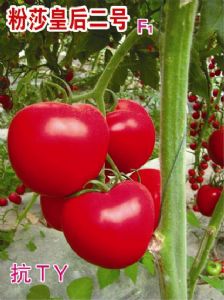 供应粉莎皇后二号F1—粉果番茄种子