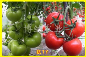 供应百纳一号—番茄种子