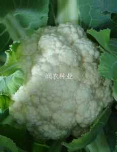 供应雪莹—白花菜类