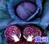 供应紫冠二号-甘蓝种子