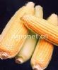 供应2019—菜用玉米种子