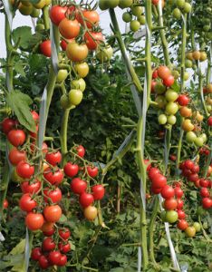 供应粉雅娜F1—番茄种子