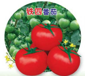 供应铁四-番茄种子