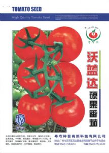 供应沃蓝达—硬果番茄种子