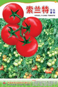 供应索兰特—番茄种子