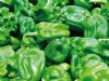 供应优质菜椒—优质蔬菜