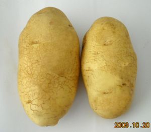 供应荷兰七号—马铃薯种子