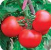 供应铁甲大宝—番茄种子