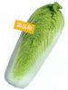 供应青绿68—白菜种子