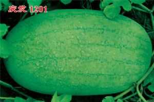 供应庆发1201—西瓜种子
