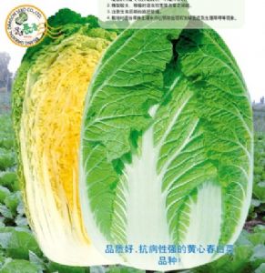 供应春福—白菜种子