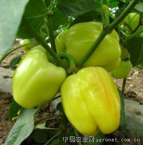 供应海丰彩椒4号-甜椒种子