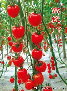供应春红－樱桃番茄种子