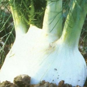 卡魔F1——球茎茴香种子