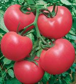供应金粉188—番茄种子