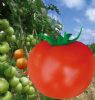 供应吉瑞201番茄—番茄种子