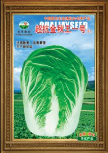 供应超抗金秋王一号—白菜种子