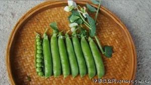 供应欢歌—豌豆种子