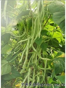 供应泰国无筋豆－豆类种子