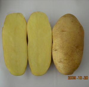 供应荷兰十五—马铃薯种子