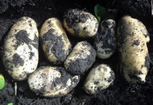 供应荷兰十五号—马铃薯种子