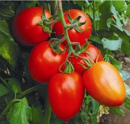 供应瑞星红曼—番茄种子