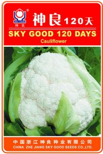 供应神良120天-花椰菜种子