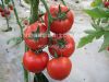 供应红丽303-番茄种子