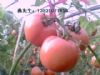 供应大量西红柿