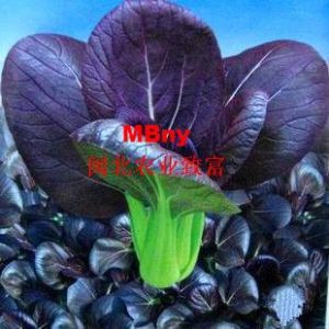 供应紫油菜