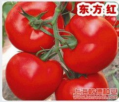 供应东方红—番茄种子
