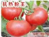 供应抗热粉王—番茄种子