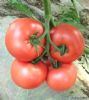 供应美国粉霸—番茄种子