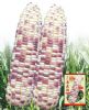供应苏花糯2009—玉米种子