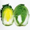 供应黄苑65—白菜种子