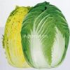 供应黄苑55—白菜种子