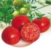 供应全球一号／优粉二号——番茄种子