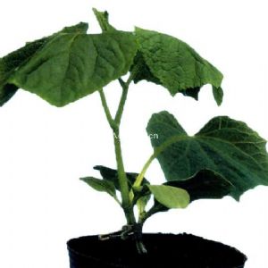 供应新土佐南瓜—砧木种子