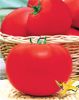 供应以色列(r-486)—番茄种子